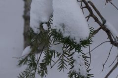 DSC06818